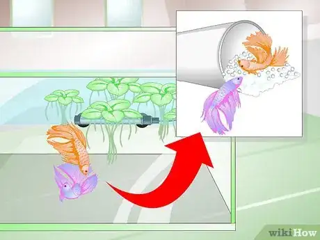 Image titled Provide a Protective Breeding Environment for Betta Fish Step 14