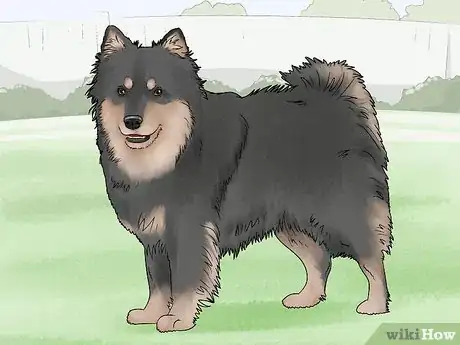 Image titled Identify a Finnish Lapphund Step 6