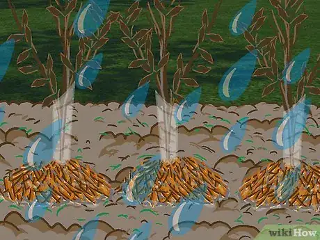 Image titled Plant a Beech Hedge Step 17