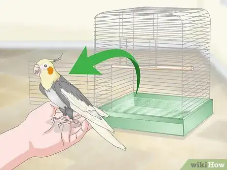 Image titled Entertain a Cockatiel Step 9