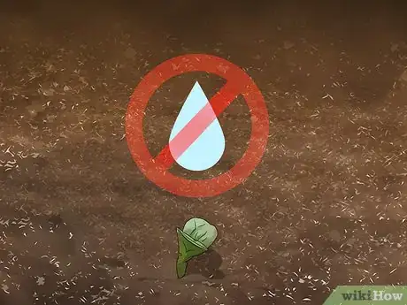 Image titled Plant Safflower Seeds Step 7