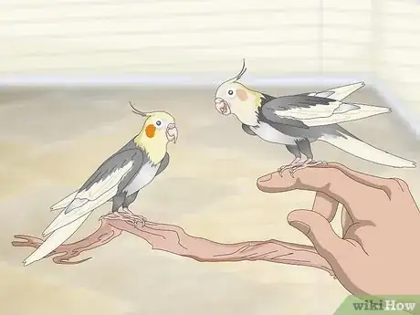 Image titled Entertain a Cockatiel Step 6