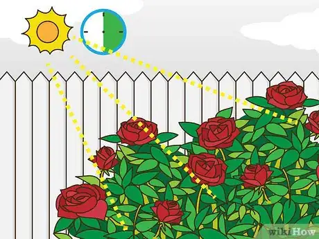 Image titled Maintain Roses Step 23