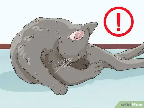Image titled Prevent Flea Bites Step 18