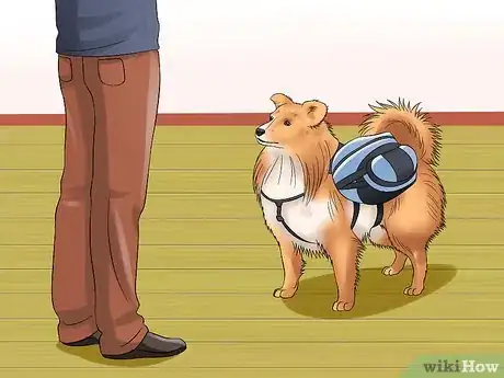 Image titled Care for Shelties Step 16