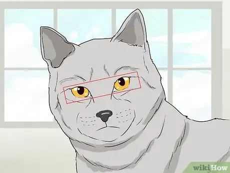 Image titled Figure Out Your Cat's Mood Step 9