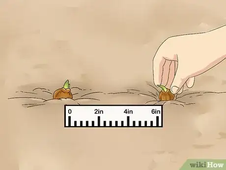 Image titled Make a Bulb Garden Step 19