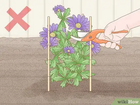 Image titled Plant Anemone Corms Step 14