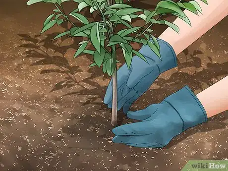 Image titled Protect Trees During Construction Step 10