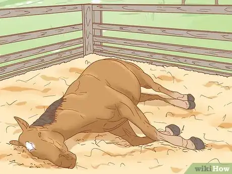 Image titled Manage a Laminitis Prone Horse Step 7