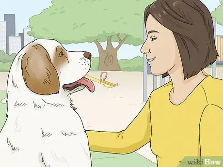 Image titled Identify a Clumber Spaniel Step 13