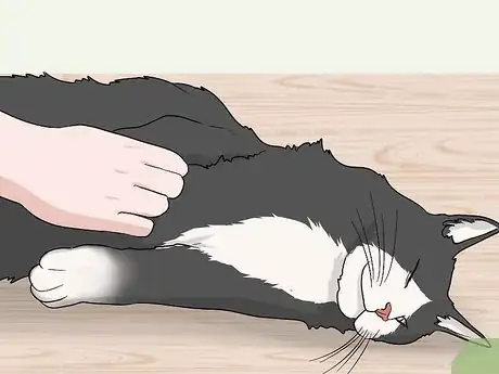 Image titled Soothe Your Cat With a Massage Step 2
