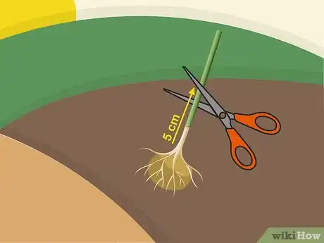 Image titled Plant Napier Grass Step 8