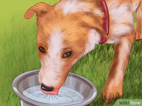 Image titled Diagnose the Cause of Dry Nose in Dogs Step 4