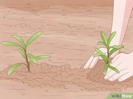 Image titled Grow Sweet Alyssum Step 6