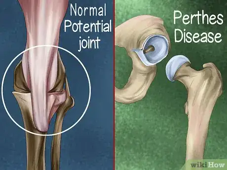 Image titled Care for an Australian Terrier Step 3