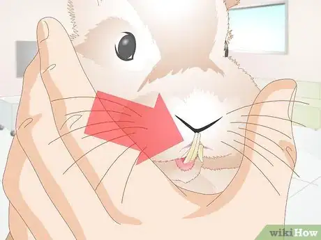 Image titled Treat Dental Problems in Rabbits Step 3