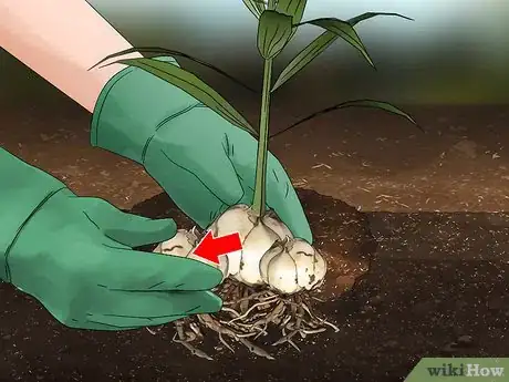Image titled Grow Tiger Lilies Step 16