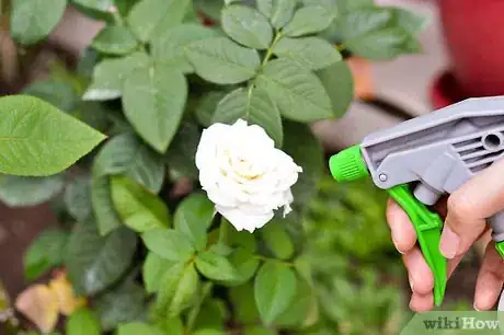 Image titled Water Plants with Coffee Step 8