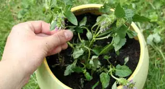 Grow Catmint from Cuttings