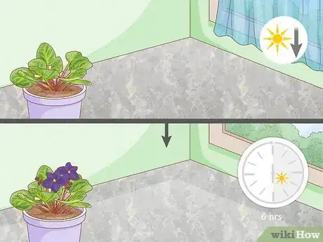 Image titled What Kind of Sunlight Is Best for African Violets Step 6