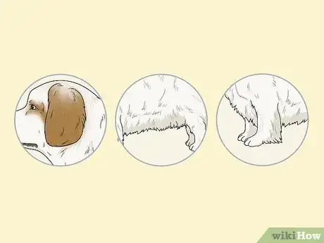 Image titled Identify a Clumber Spaniel Step 11