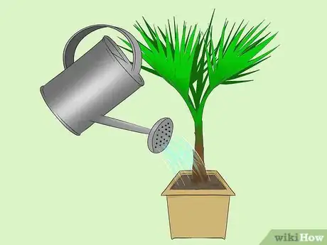 Image titled Grow a Washingtonia Robusta Step 5