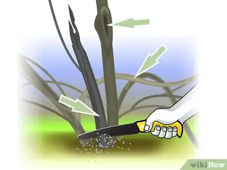 Image titled Prune Forsythia Step 07