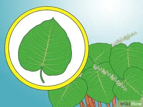 Image titled Identify Knotweed Step 21