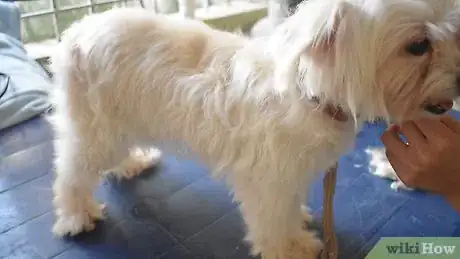 Image titled Bathe a Small Dog and Keep Him Calm Step 10