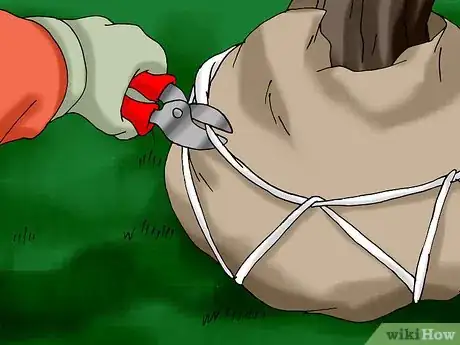 Image titled Plant a Living Christmas Tree Step 10