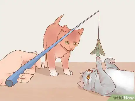 Image titled Adopt a Pair of Kittens Step 1