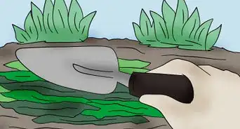 Use Seaweed in the Garden