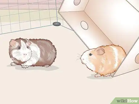 Image titled Help Two Guinea Pigs Get Along Step 6
