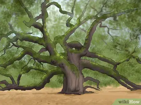 Image titled Buy an Oak Tree Step 3