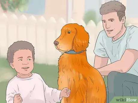 Image titled Identify an Irish Setter Step 8