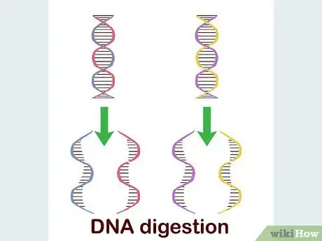 Image titled Determine Genotype Step 9