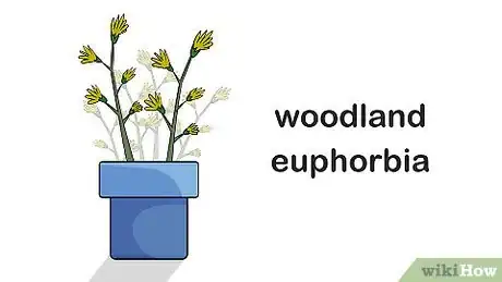 Image titled Grow Euphorbia Step 4
