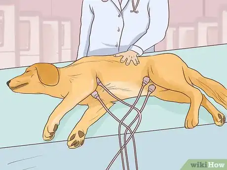 Image titled Diagnose Cardiac Disease in Senior Dogs Step 10