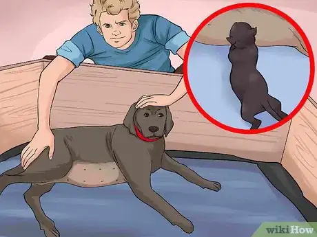 Image titled Handle a Mother Dog Refusing to Stay with Her Puppies Step 4