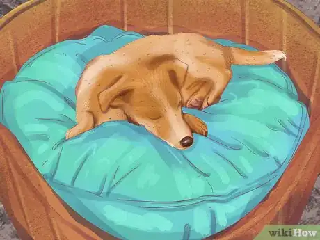 Image titled Help a Dog with Sleep Incontinence Step 5