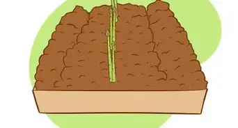Plant Asparagus