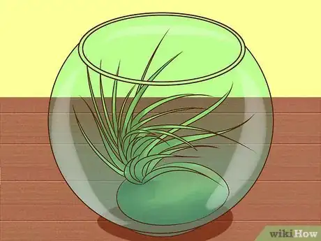 Image titled Care for Air Plants Step 12