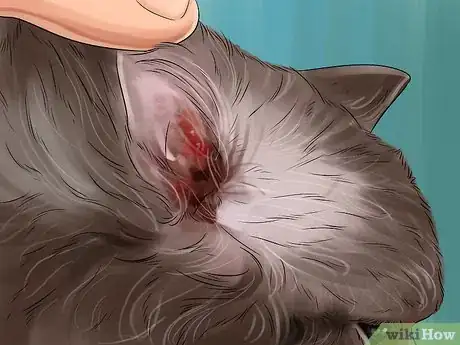 Image titled Diagnose and Treat Ear Infections in Cats Step 3