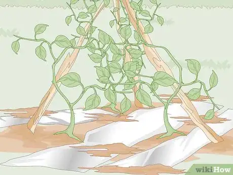 Image titled Kill Thrips Step 3