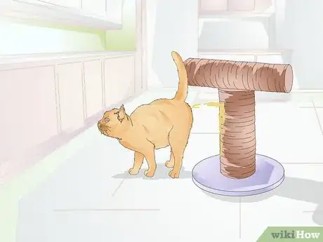 Image titled Keep a Cat Healthy Step 15
