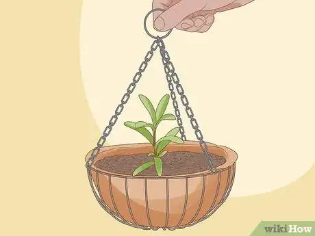 Image titled Grow Sweet Alyssum Step 7