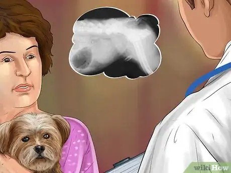 Image titled Treat Prostate Disease in Intact Male Dogs Step 1