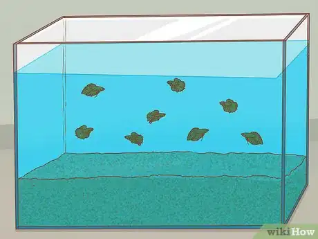 Image titled Help Pet Shop Bettas Step 7