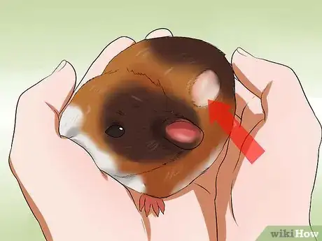 Image titled Know if a Pet Guinea Pig Is Ill Step 7